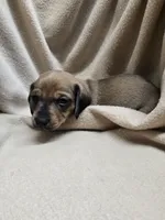 Declan , a male Miniature Dachshund for sale in Glen Lyon, PA – 1 of 2