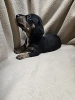 Kyrah, a female Miniature Dachshund for sale in Glen Lyon, PA – 4 of 5