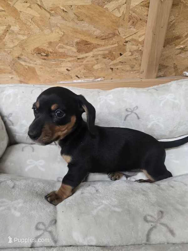 Flynn – Miniature Dachshund puppy for sale in Glen Lyon, PA