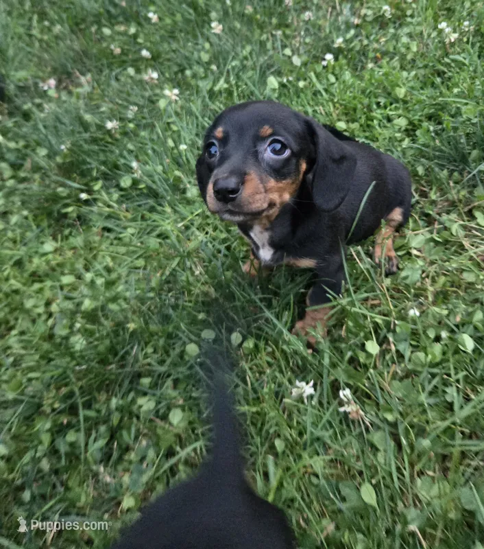 Kyrah – Miniature Dachshund puppy for sale in Glen Lyon, PA