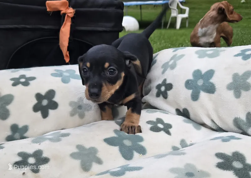 Fury – Miniature Dachshund puppy for sale in Glen Lyon, PA