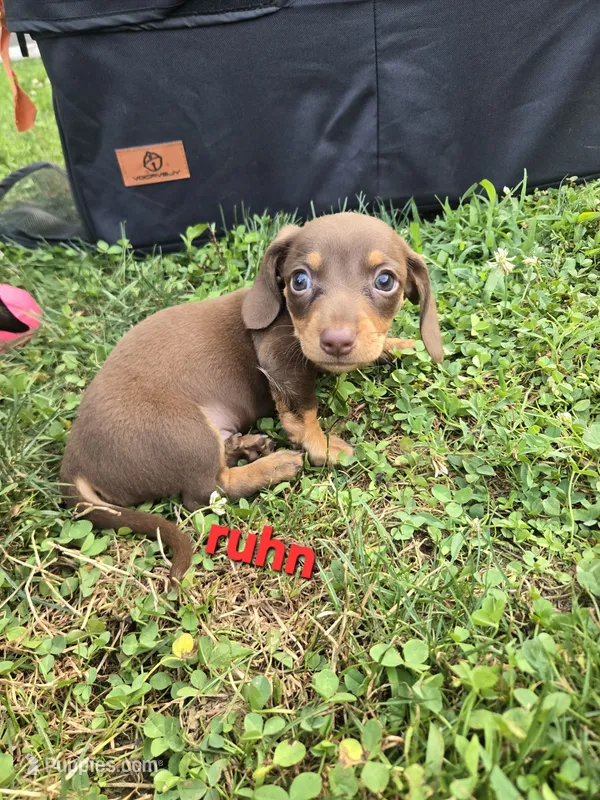 Ruhn – Miniature Dachshund puppy for sale in Glen Lyon, PA
