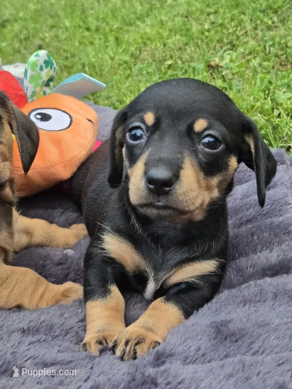 Fury – Miniature Dachshund puppy for sale in Glen Lyon, PA