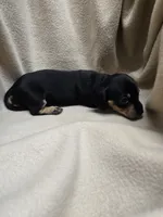 Fury, a female Miniature Dachshund for sale in Glen Lyon, PA – 1 of 2