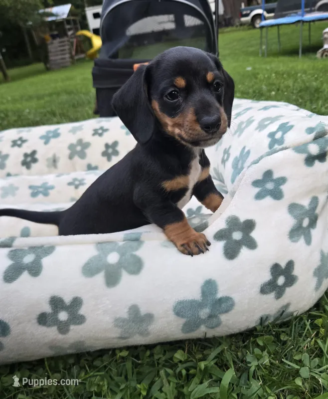 Flynn – Miniature Dachshund puppy for sale in Glen Lyon, PA