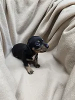 Kyrah, a female Miniature Dachshund for sale in Glen Lyon, PA – 5 of 5