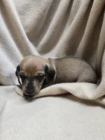 Declan , a male Miniature Dachshund for sale in Glen Lyon, PA – 2 of 2