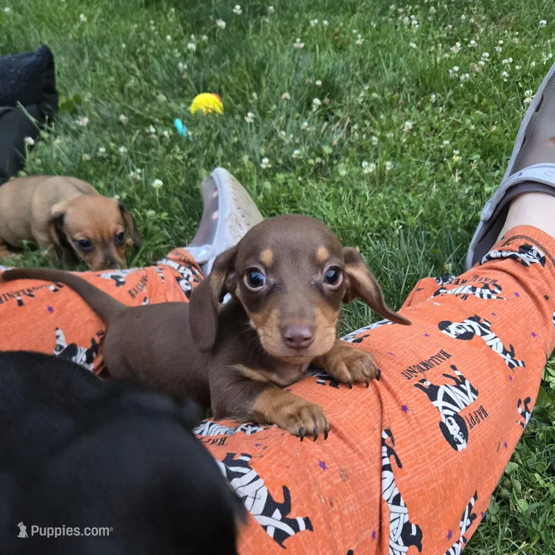 Ruhn – Miniature Dachshund puppy for sale in Glen Lyon, PA