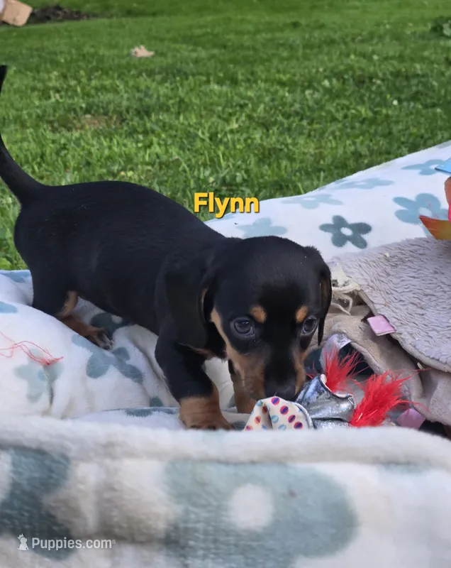 Flynn – Miniature Dachshund puppy for sale in Glen Lyon, PA
