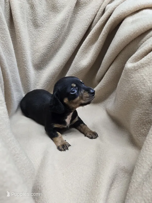 Kyrah – Miniature Dachshund puppy for sale in Glen Lyon, PA