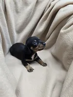 Kyrah, a female Miniature Dachshund for sale in Glen Lyon, PA – 1 of 5