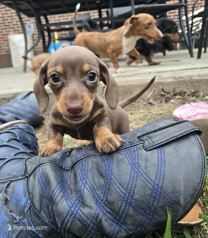 Ruhn – Miniature Dachshund puppy for sale in Glen Lyon, PA