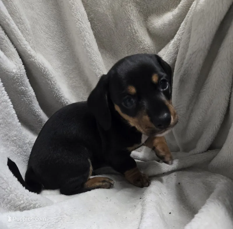 Flynn – Miniature Dachshund puppy for sale in Glen Lyon, PA