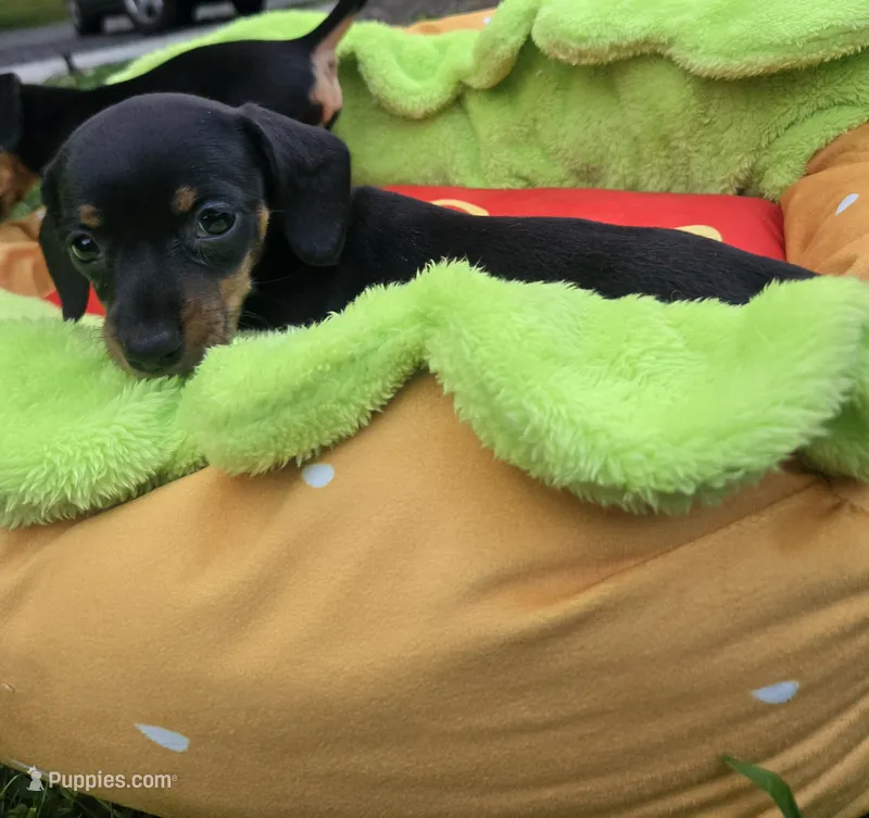Kyrah – Miniature Dachshund puppy for sale in Glen Lyon, PA
