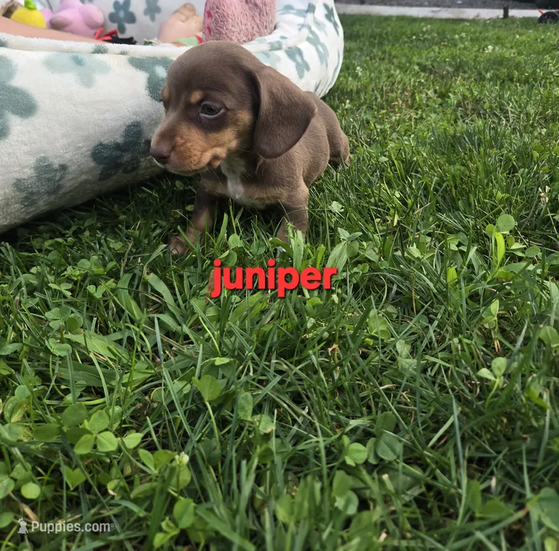 Juniper – Miniature Dachshund puppy for sale in Glen Lyon, PA