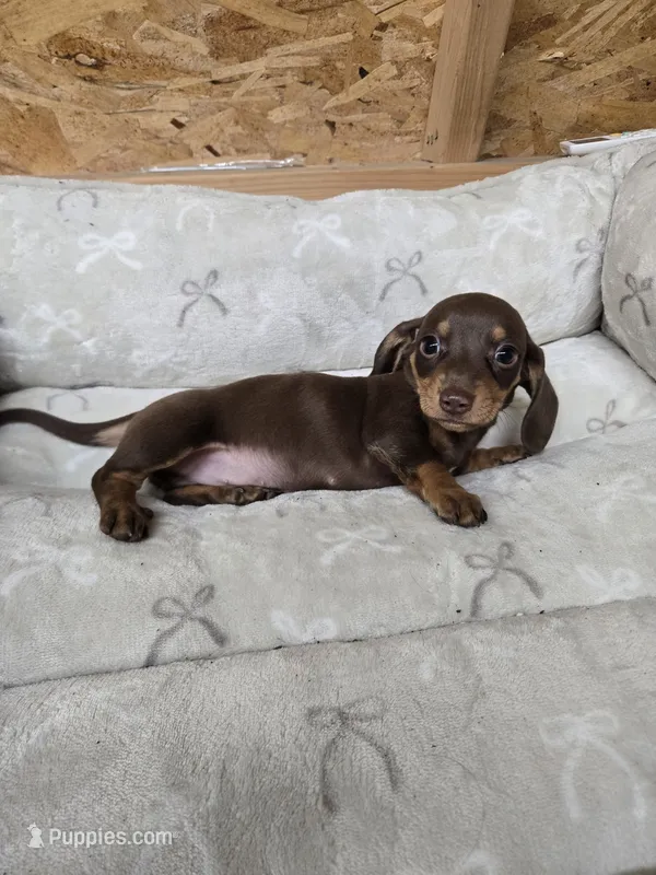 Ruhn – Miniature Dachshund puppy for sale in Glen Lyon, PA