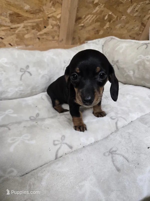 Kyrah – Miniature Dachshund puppy for sale in Glen Lyon, PA