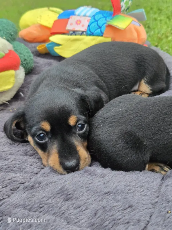 Flynn – Miniature Dachshund puppy for sale in Glen Lyon, PA