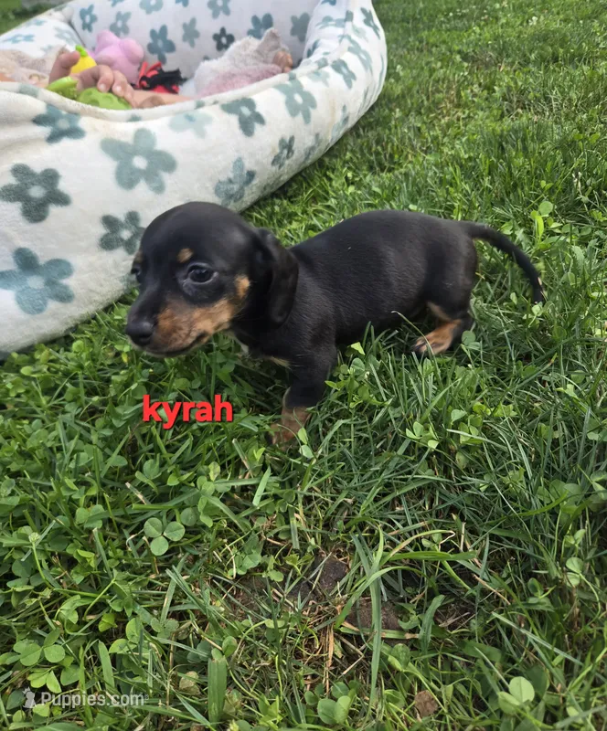 Kyrah – Miniature Dachshund puppy for sale in Glen Lyon, PA