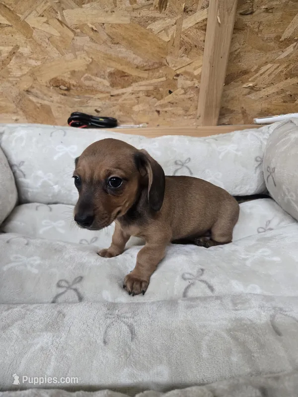 Declan  – Miniature Dachshund puppy for sale in Glen Lyon, PA