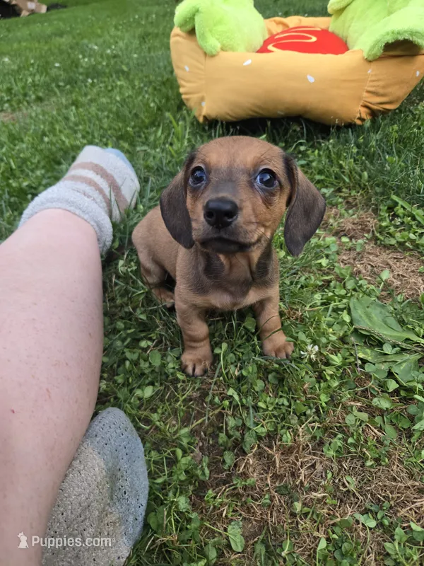 Declan  – Miniature Dachshund puppy for sale in Glen Lyon, PA