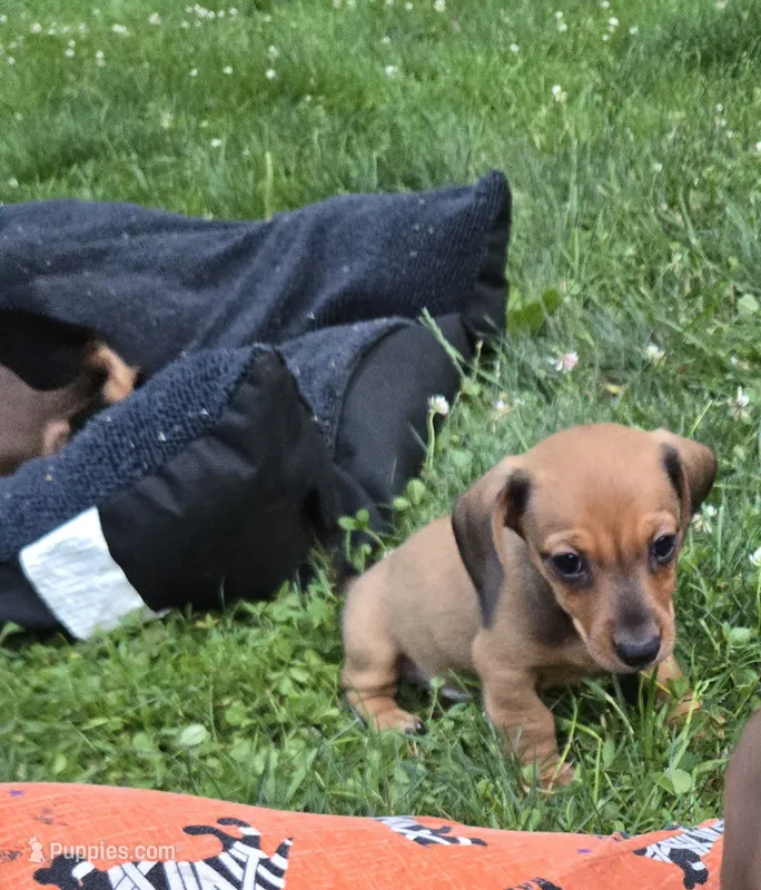 Declan  – Miniature Dachshund puppy for sale in Glen Lyon, PA