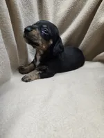 Kyrah, a female Miniature Dachshund for sale in Glen Lyon, PA – 3 of 5
