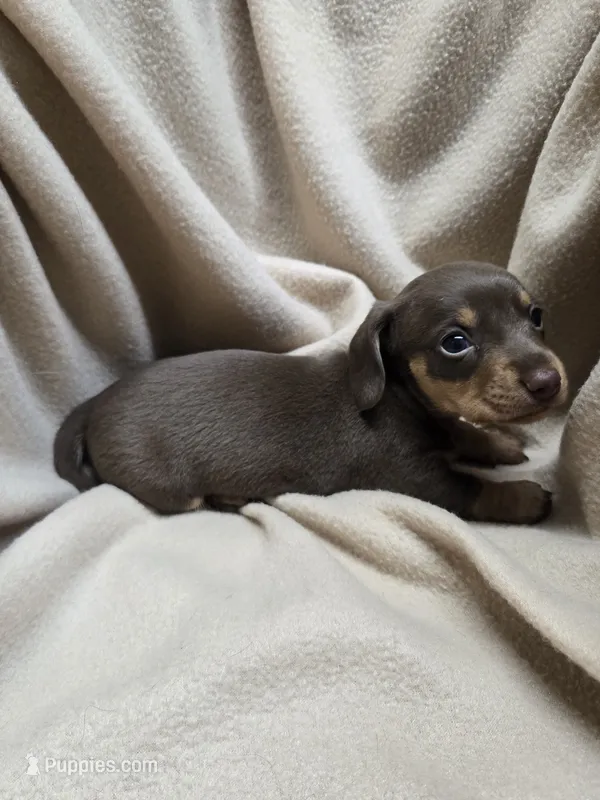 Ruhn – Miniature Dachshund puppy for sale in Glen Lyon, PA