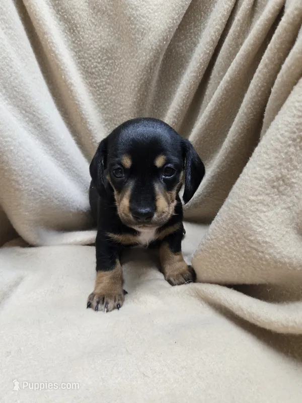 Flynn – Miniature Dachshund puppy for sale in Glen Lyon, PA