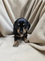 Flynn, a male Miniature Dachshund for sale in Glen Lyon, PA – 1 of 1