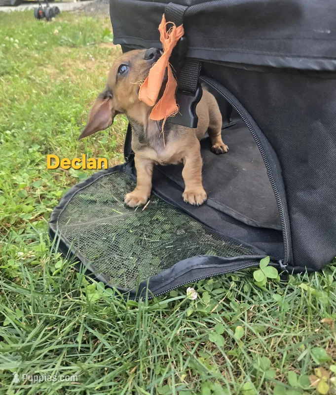 Declan  – Miniature Dachshund puppy for sale in Glen Lyon, PA