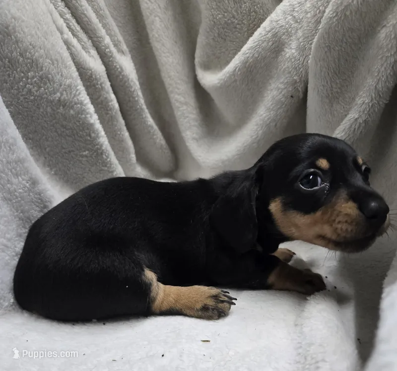 Fury – Miniature Dachshund puppy for sale in Glen Lyon, PA