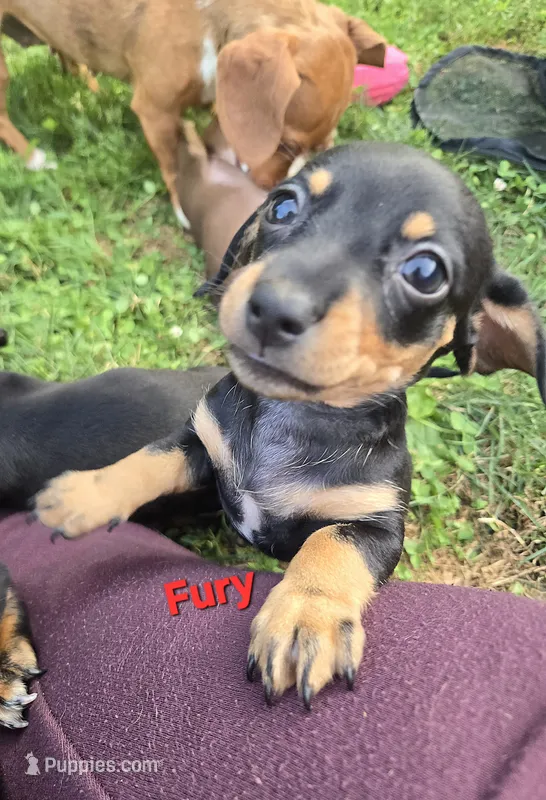 Fury – Miniature Dachshund puppy for sale in Glen Lyon, PA