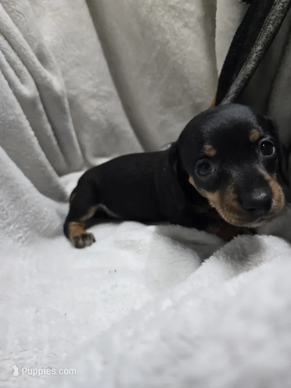 Kyrah – Miniature Dachshund puppy for sale in Glen Lyon, PA