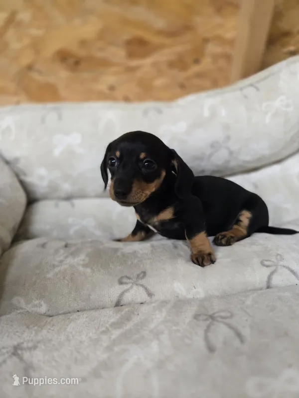 Fury – Miniature Dachshund puppy for sale in Glen Lyon, PA