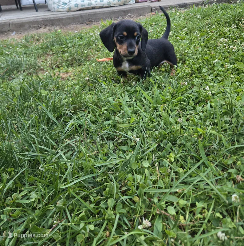 Flynn – Miniature Dachshund puppy for sale in Glen Lyon, PA