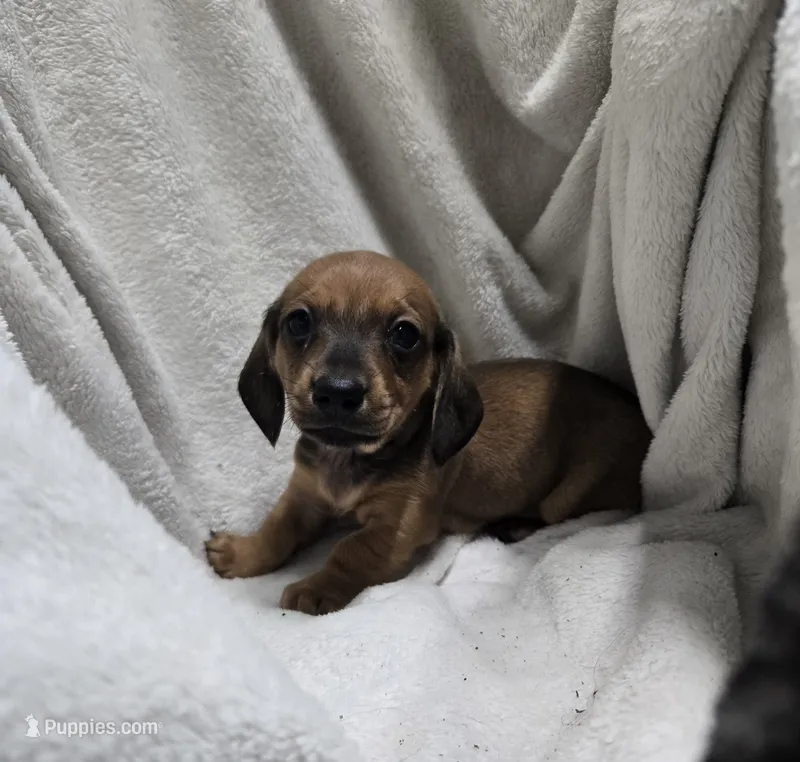 Declan  – Miniature Dachshund puppy for sale in Glen Lyon, PA