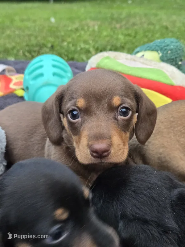 Ruhn – Miniature Dachshund puppy for sale in Glen Lyon, PA