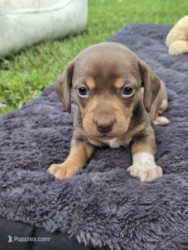 Juniper – Miniature Dachshund puppy for sale in Glen Lyon, PA