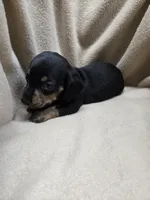 Kyrah, a female Miniature Dachshund for sale in Glen Lyon, PA – 2 of 5