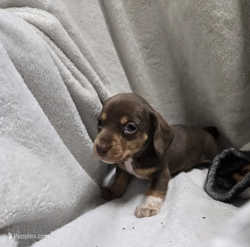 Juniper – Miniature Dachshund puppy for sale in Glen Lyon, PA