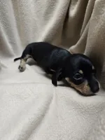 Fury, a female Miniature Dachshund for sale in Glen Lyon, PA – 2 of 2
