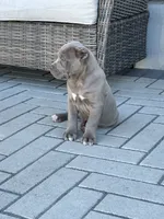 Puppy #7, a male Cane Corso for sale in Compton, CA – 2 of 5