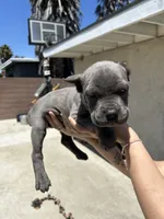 Puppy #3, a male Cane Corso for sale in Compton, CA – 1 of 4