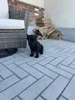 Puppy #1, a male Cane Corso for sale in Compton, CA – 1 of 4