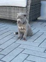 Puppy #7, a male Cane Corso for sale in Compton, CA – 3 of 5