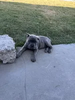 Puppy #4, a male Cane Corso for sale in Compton, CA – 5 of 5