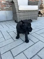 Puppy #1, a male Cane Corso for sale in Compton, CA – 4 of 4