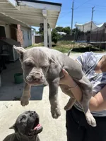 Puppy #6, a male Cane Corso for sale in Compton, CA – 2 of 5