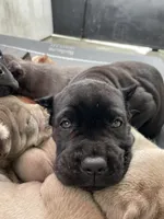 Puppy #1, a male Cane Corso for sale in Compton, CA – 2 of 4